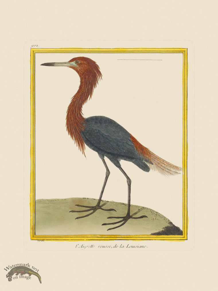 (image for) Martinet Bird 902