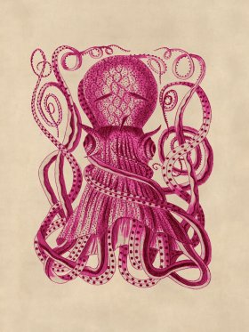 Octopus Pink 28