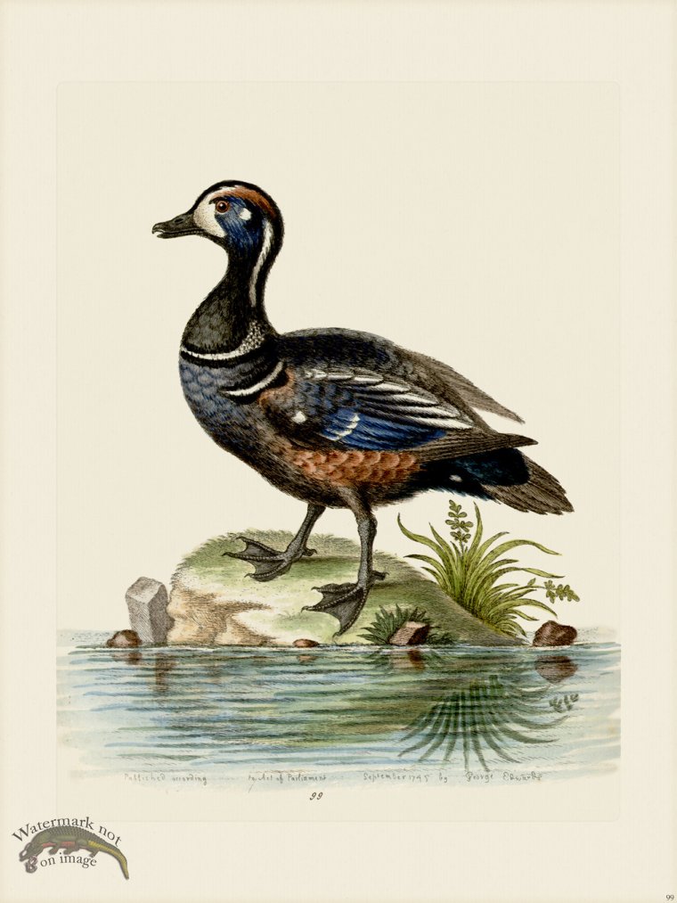 (image for) Edwards 099 Dufky and Spotted Duck