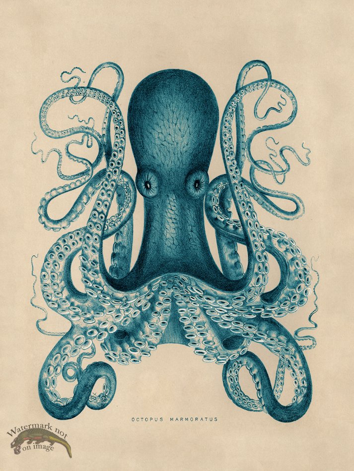 (image for) Octopus Teal 01