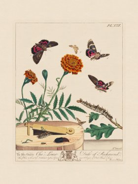 Moses Harris Insects 19