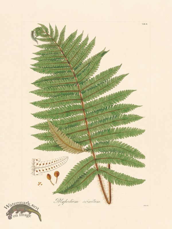 (image for) Hooker Fern 02