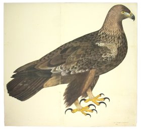 GOLDEN EAGLE . PL 5