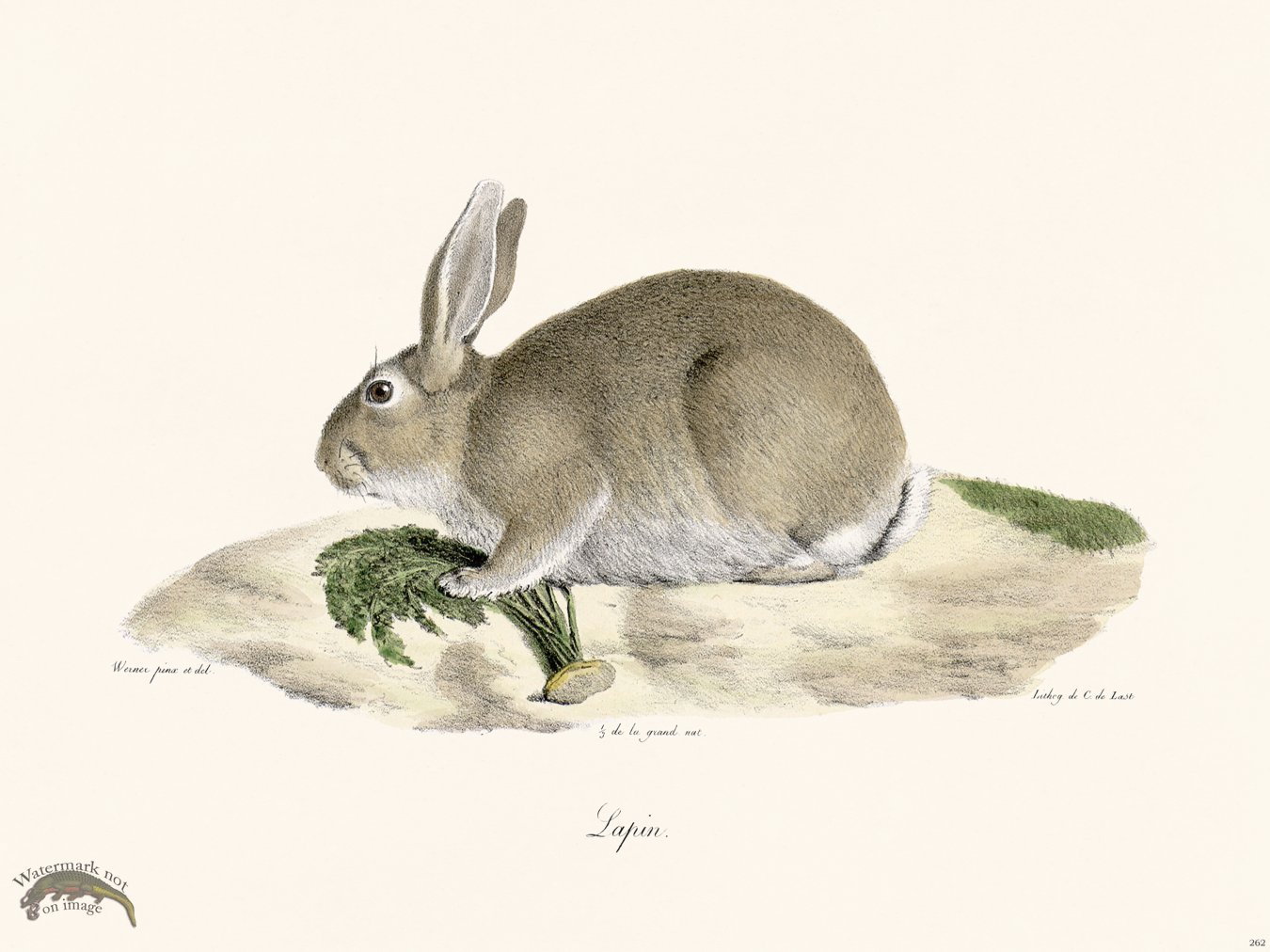 Cuvier 262 Rabbit