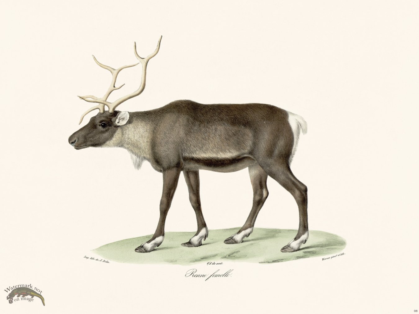 (image for) Cuvier 008 Female Reindeer