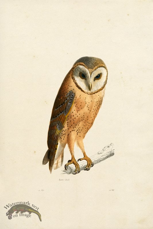 (image for) KO 25 Barn Owl