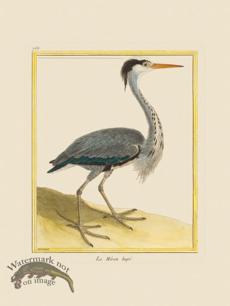 (image for) Martinet Bird 755