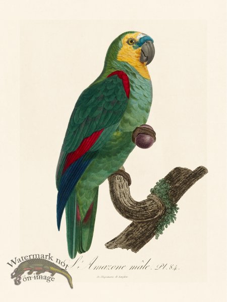 (image for) Barraband Parrot 084