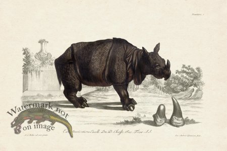 (image for) FNH 05 Rhinoceros