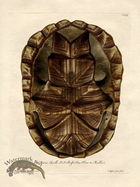 (image for) Trew Turtle Shell 13