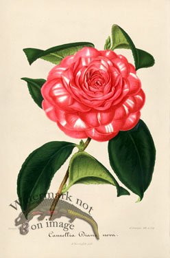 (image for) Camellias