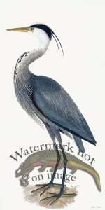 Rudbeck 036 Blue Heron 20x40