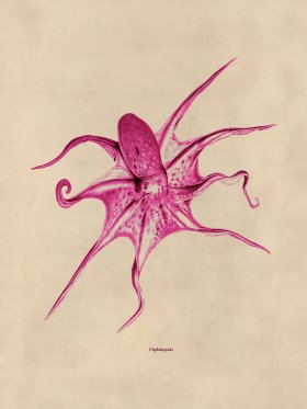 Octopus Pink 25