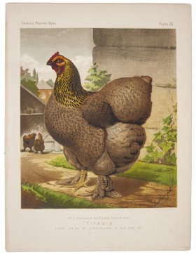 Partridge Cochin Hen