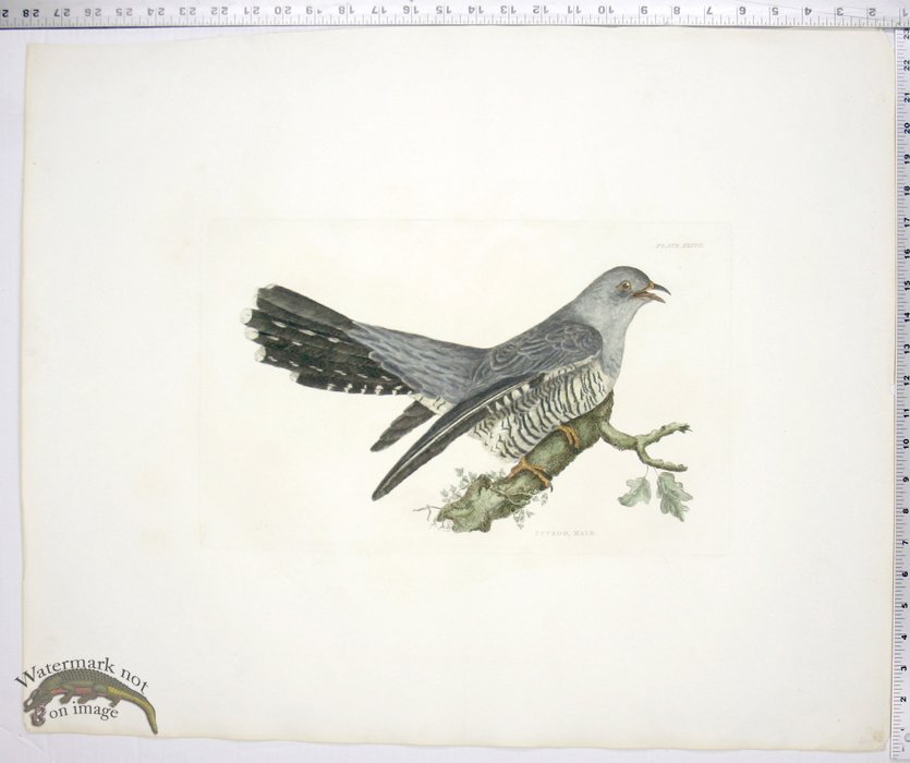 Cuckoo