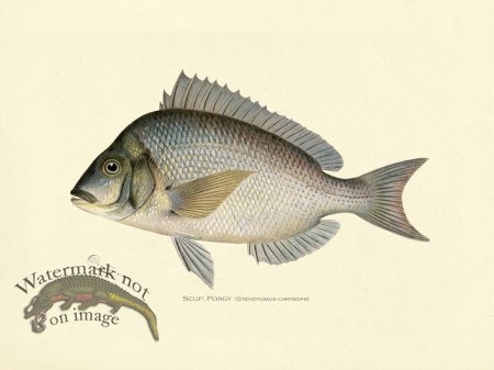 (image for) Scup or Porgy