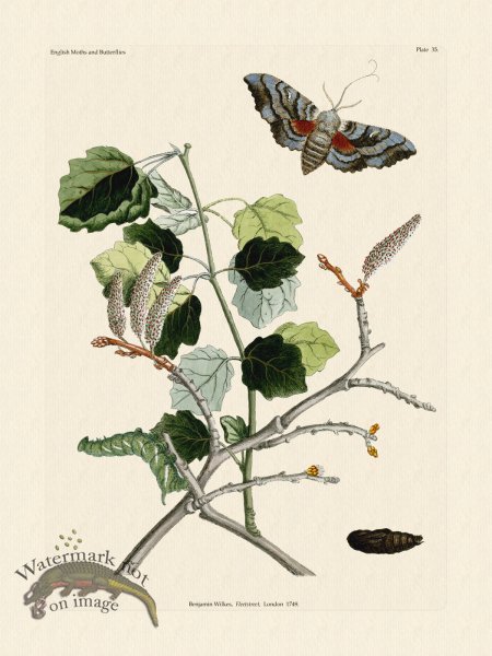 (image for) Wilkes Butterflies 035