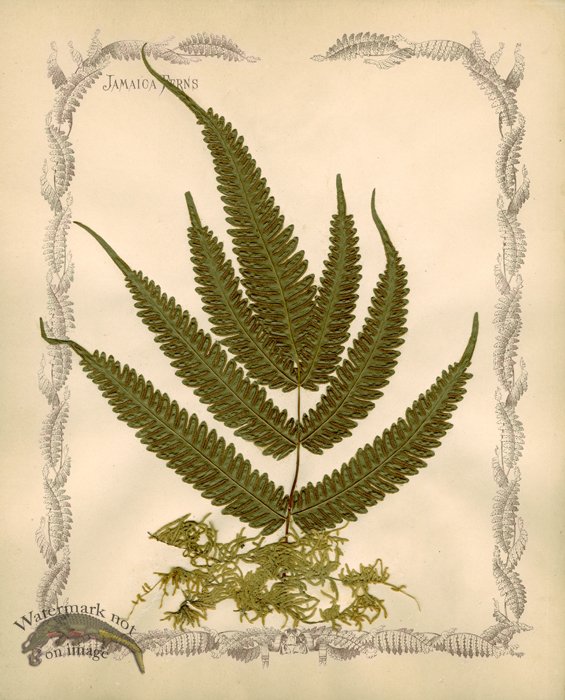 Jamaican Fern 09