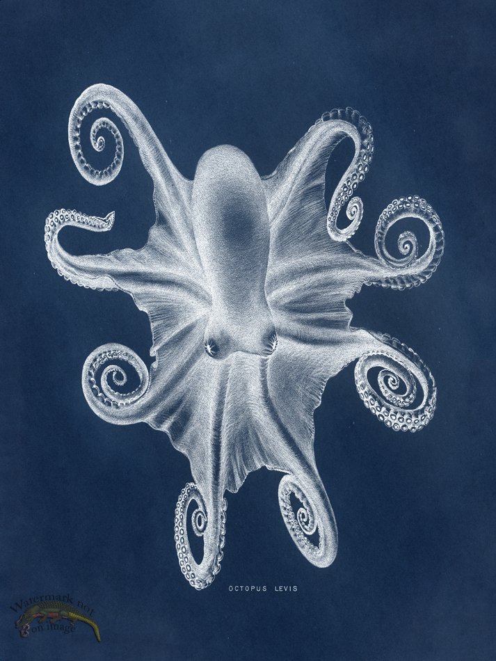 (image for) Octopus Blue 03