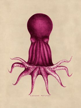 Octopus Pink 08