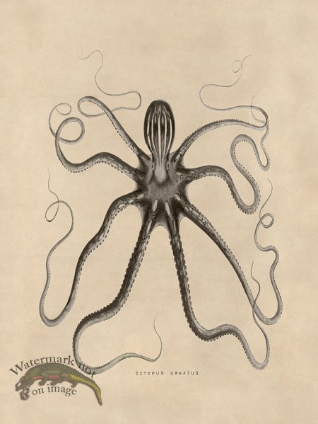 (image for) Octopus Tan 18