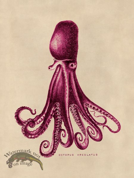 (image for) Octopus Pink 14