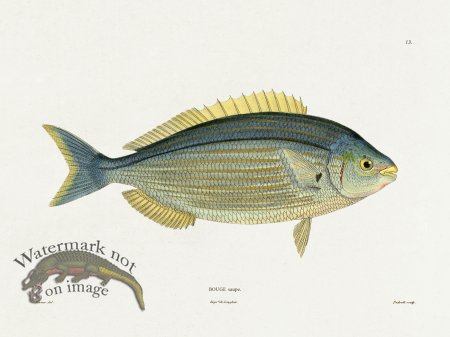 (image for) Werner Fish 013