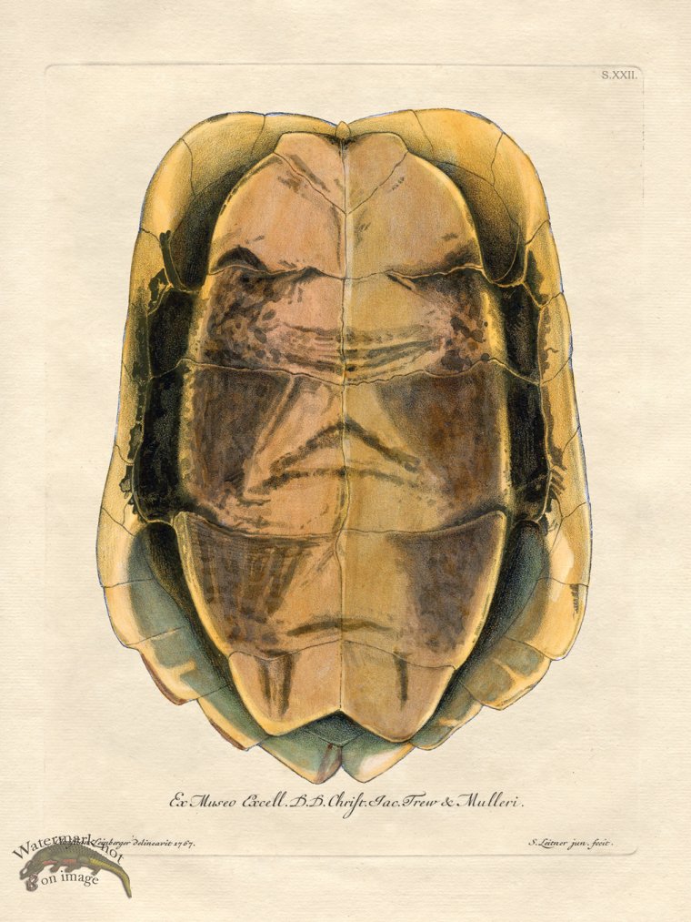 (image for) Trew Turtle Shell 22