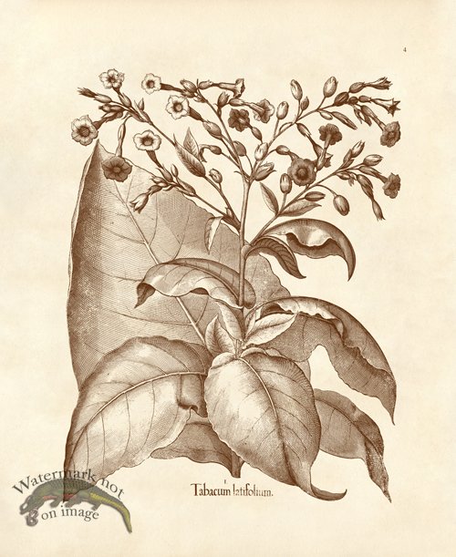 (image for) Besler 04 Tobacco