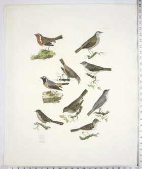 (image for) Nightingale; Redbreast; Redstarts; Pettychaps; Black Caps; Warbl