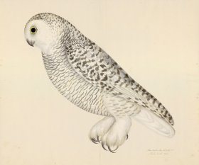 SNOWY OWL . PL 27