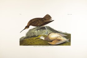 (image for) Esquimaux Curlew