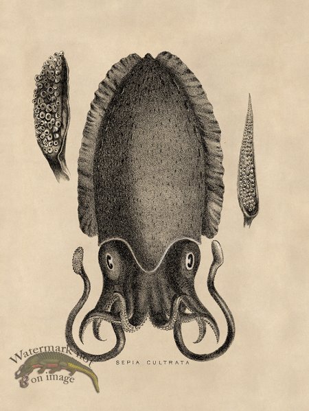 (image for) Octopus Tan 11