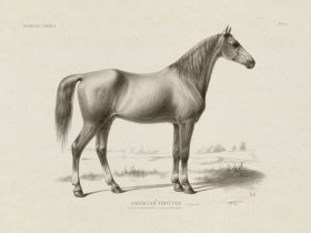 (image for) American Trotter