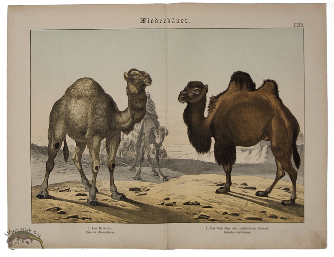 (image for) Camel 