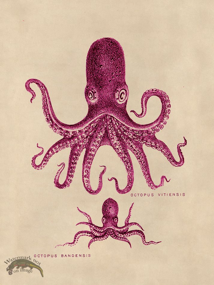 (image for) Octopus Pink 13