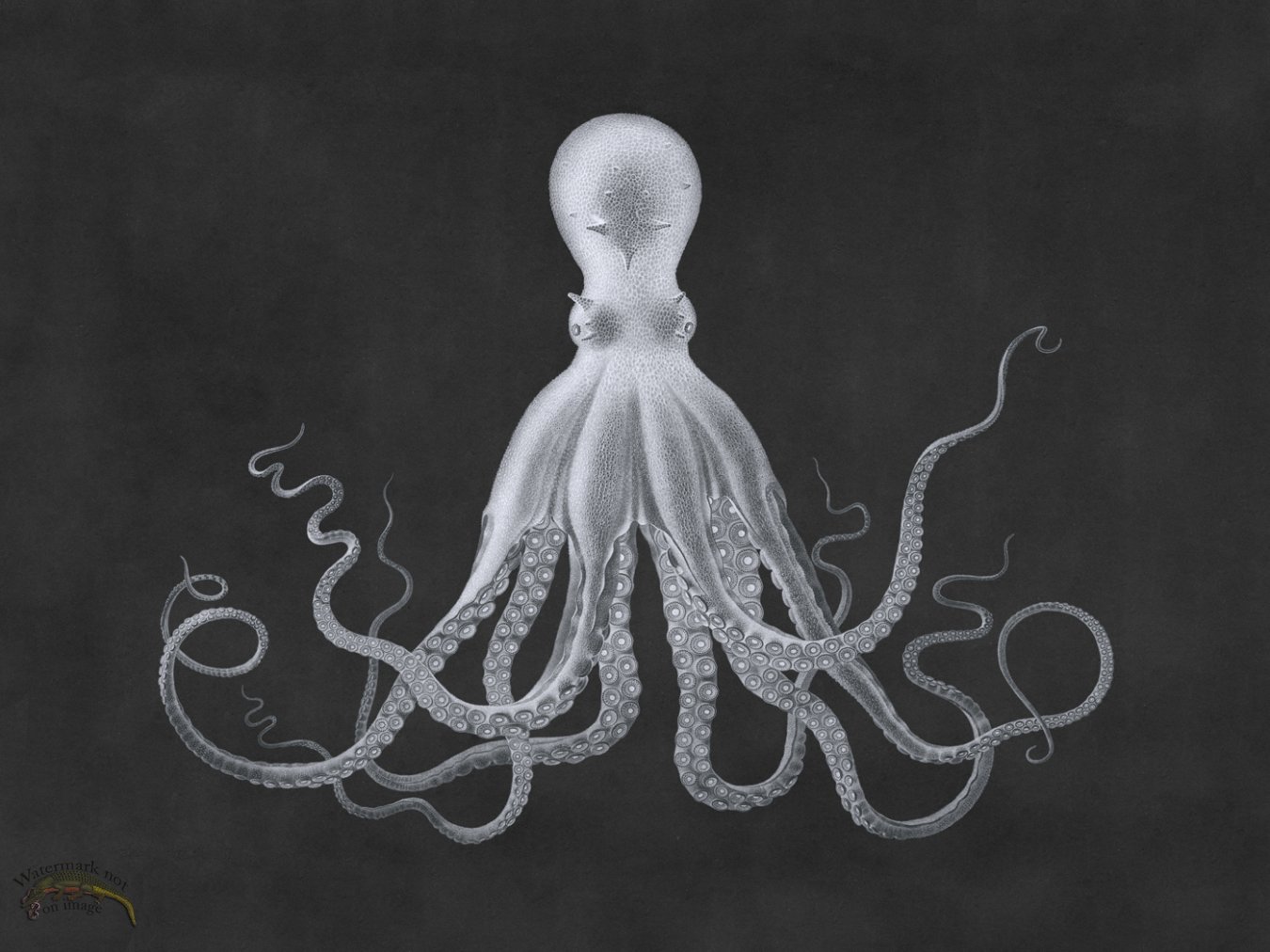 (image for) Savigny Octopus Gray