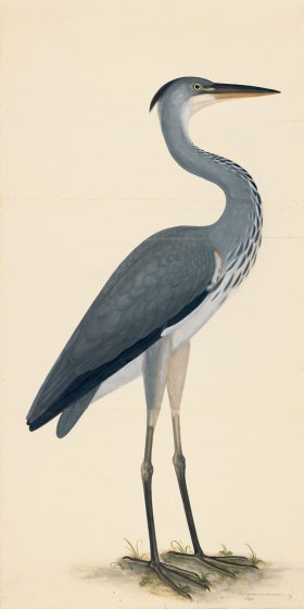 GREY HERON . PL 3