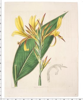 (image for) Curtis Botanical 049