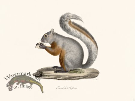 (image for) Cuvier 266 Squirrel of California