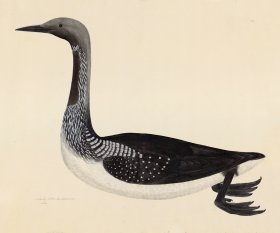 BLACK THROATED DIVER . PL 33