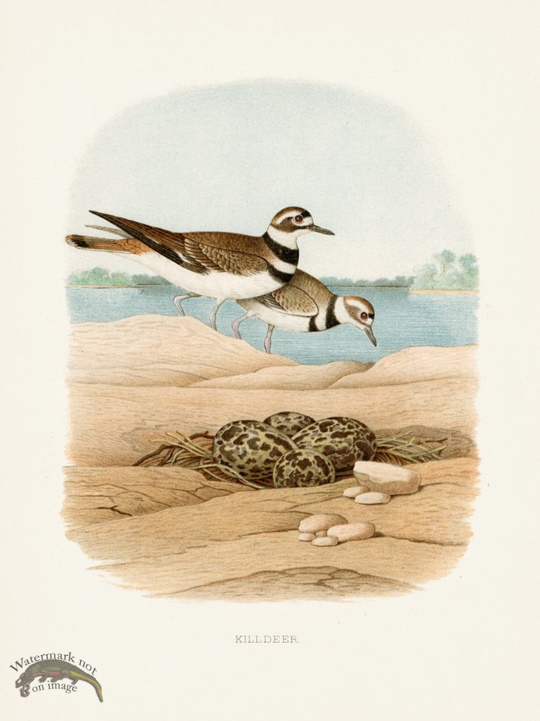 Thomas Gentry Bird 43