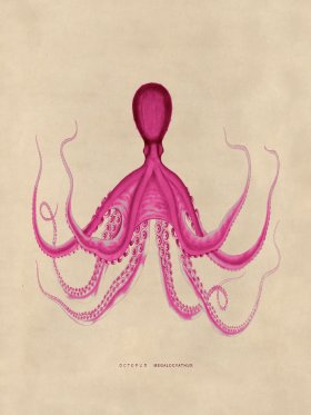 Octopus Pink 19