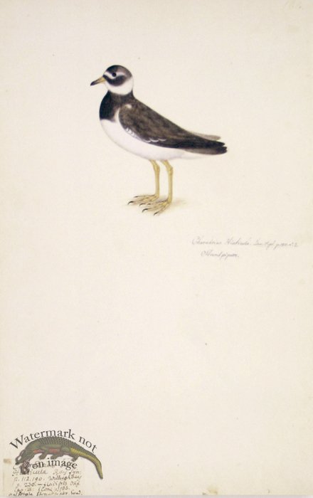 188 Swedish Birds . Charadrius Hiaticula, Ringed Plover