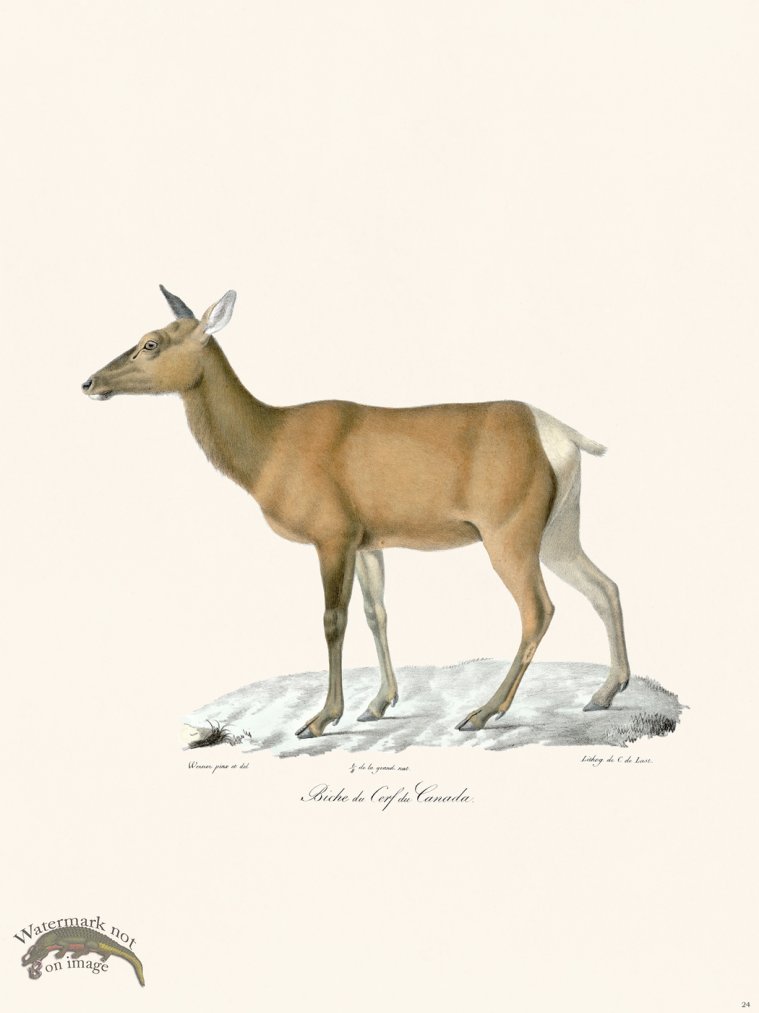 (image for) Cuvier 024 Deer of Canada