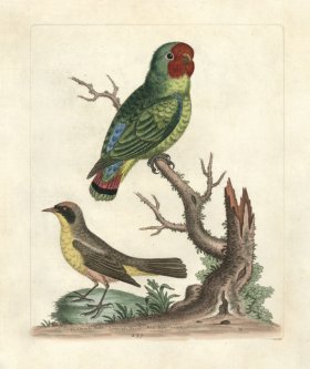 (image for) Edwards Parrot 30.jpg