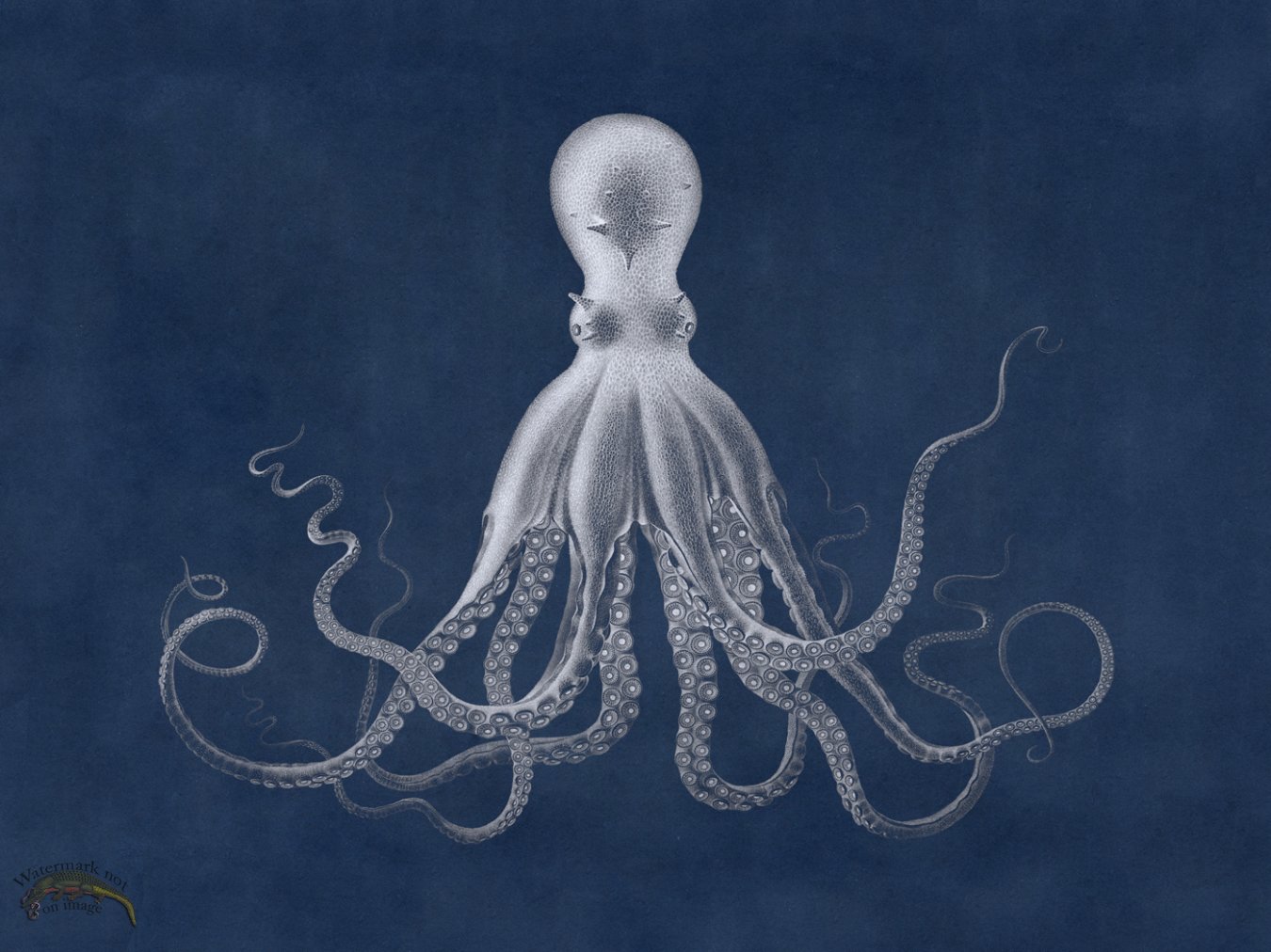 (image for) Savigny Octopus Blue