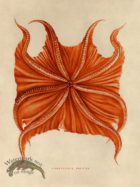 (image for) Octopus Orange 06