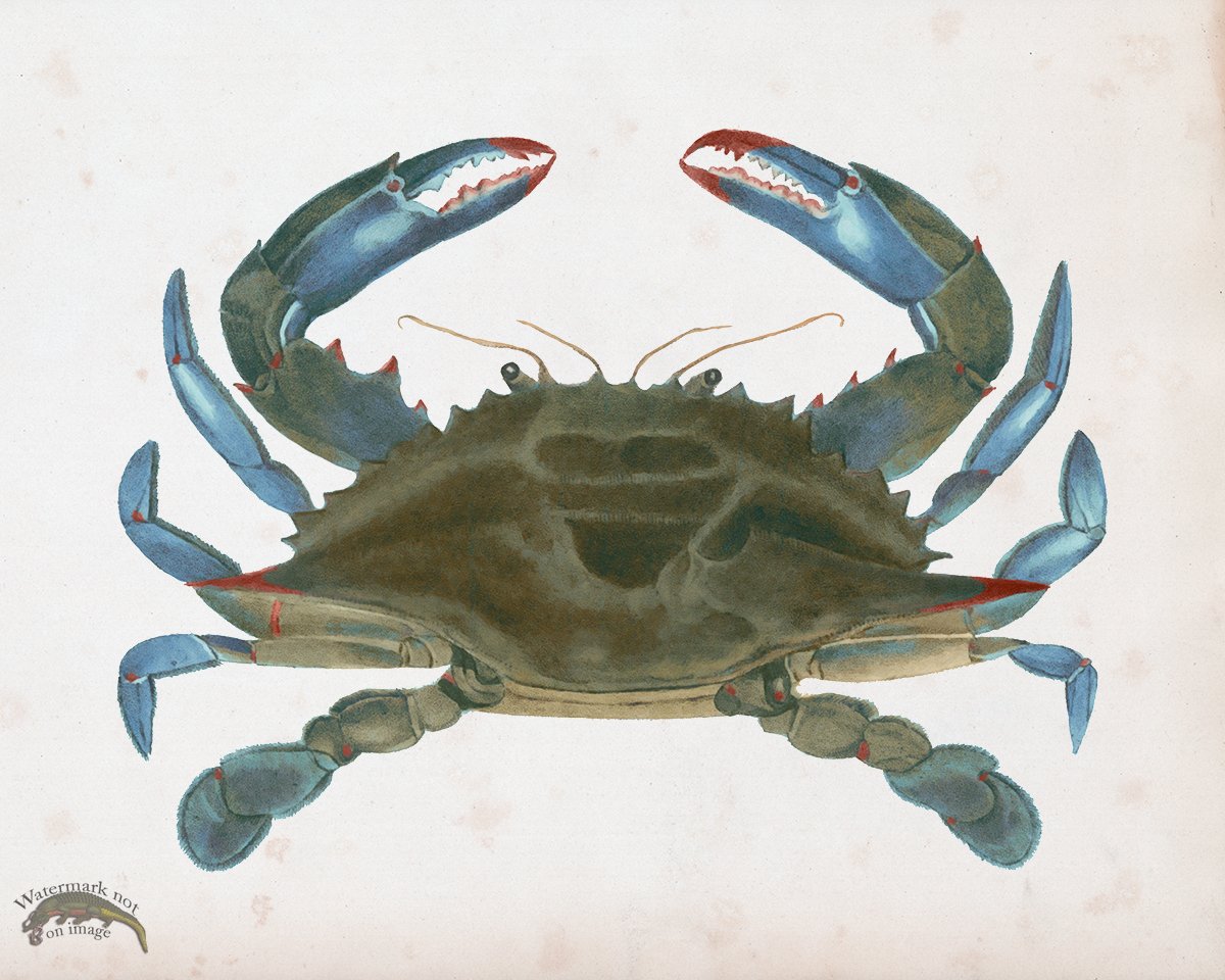 Blue Crab