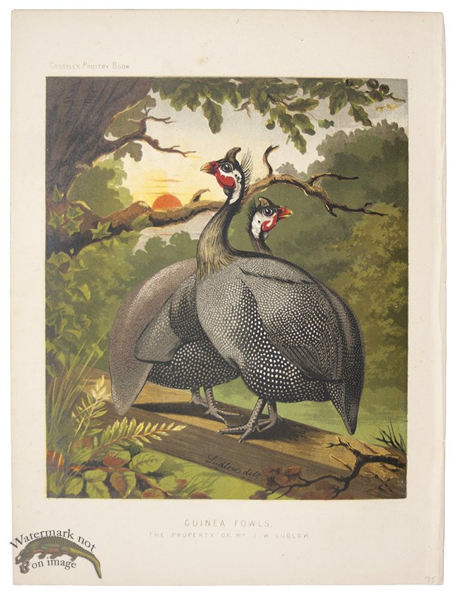 (image for) Guinea Fowls